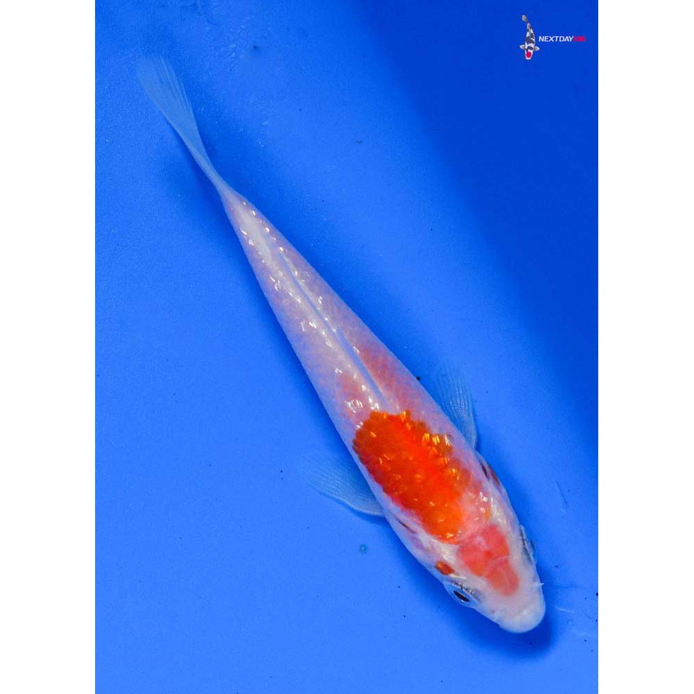 3.5” Imported Gin Rin Kohaku