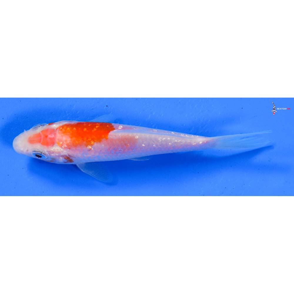 3.5” Imported Gin Rin Kohaku