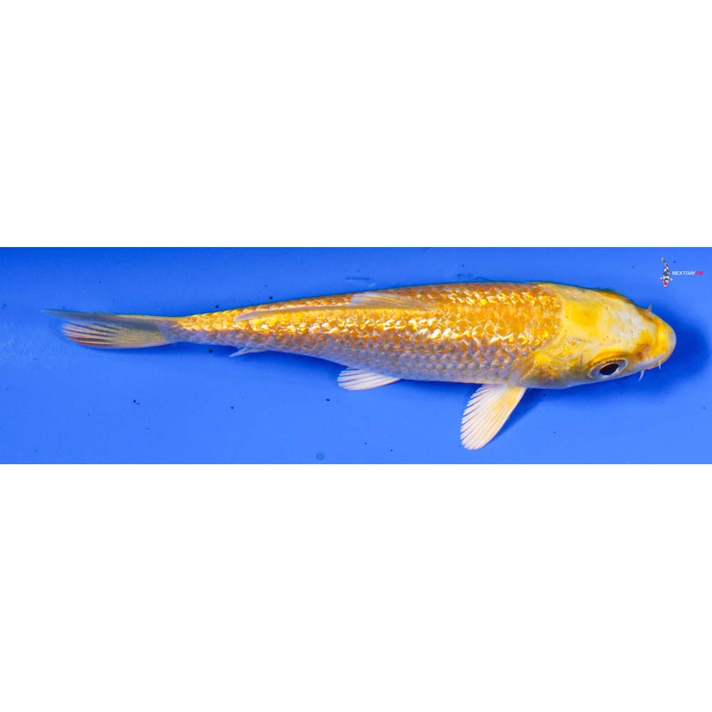 3.5” Imported Gin Rin Yamabuki Ogon