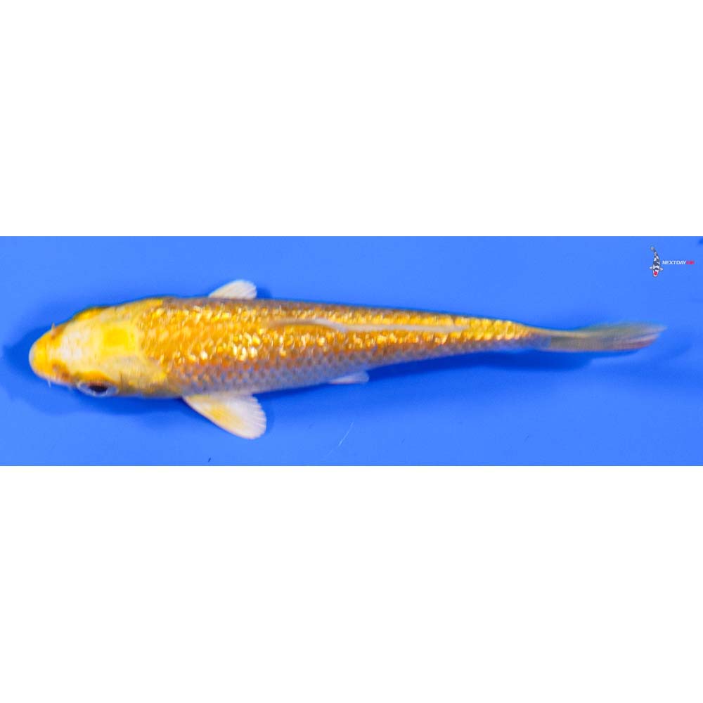 3.5” Imported Gin Rin Yamabuki Ogon