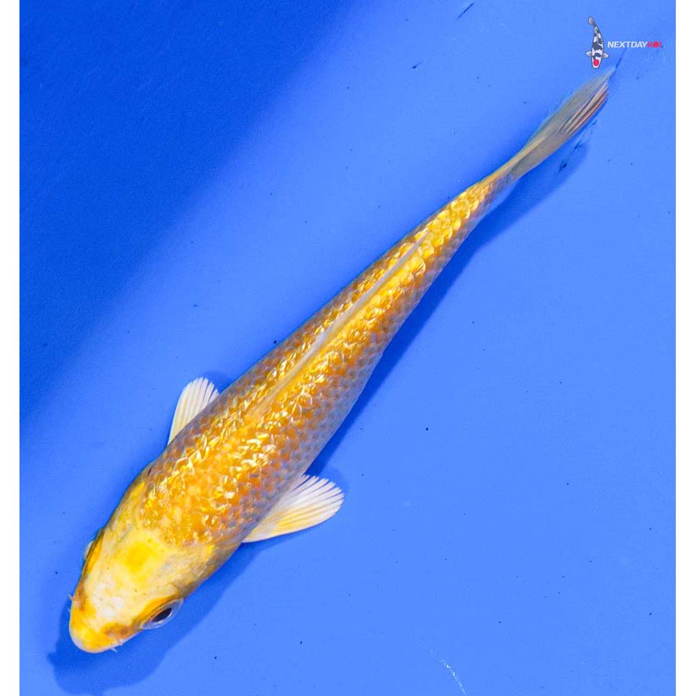 3.5” Imported Gin Rin Yamabuki Ogon