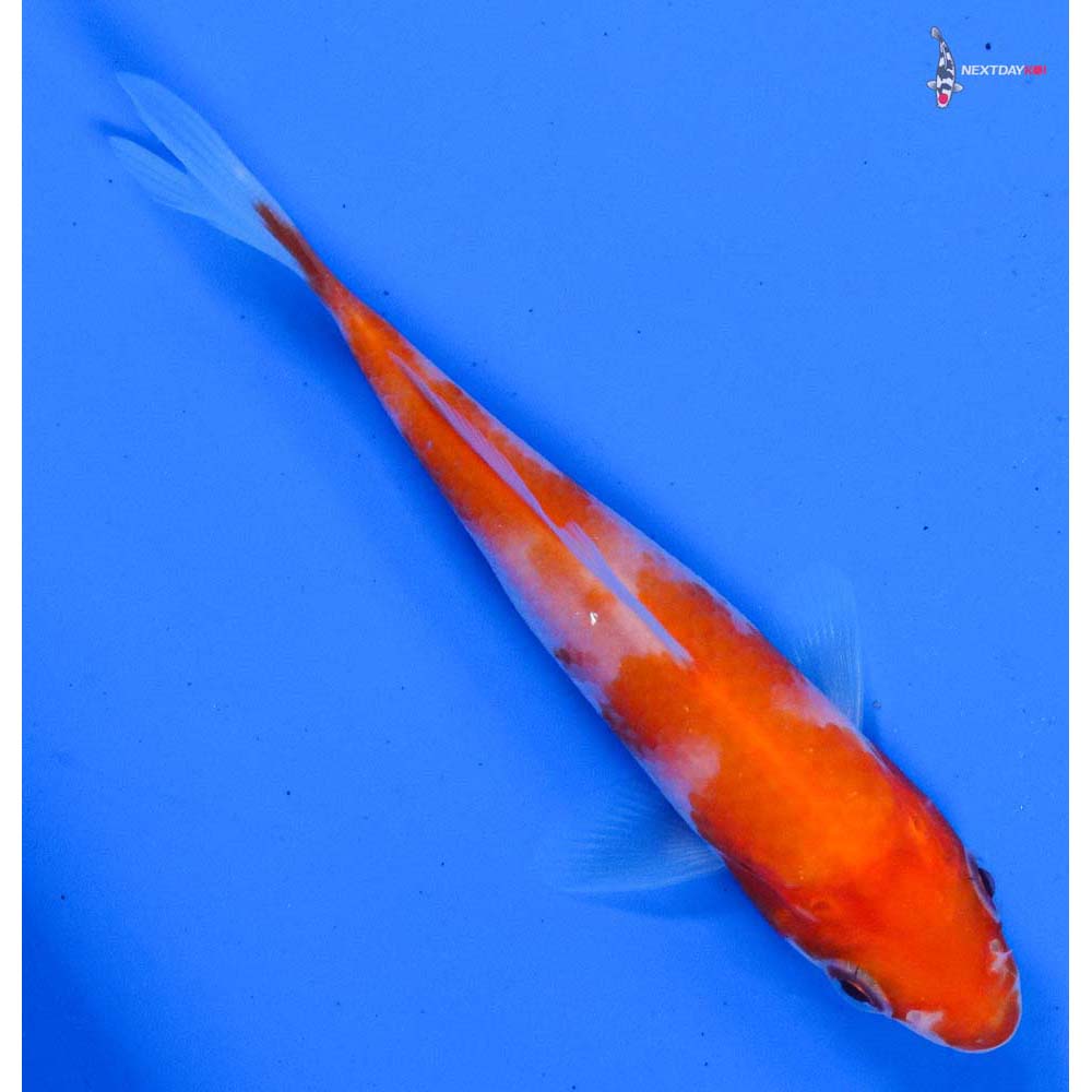 3.5” Imported Kohaku