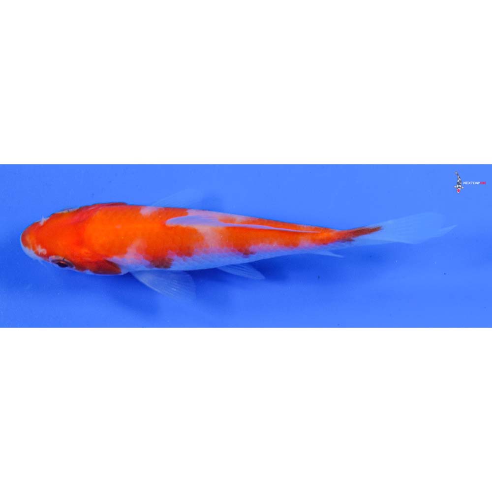 3.5” Imported Kohaku
