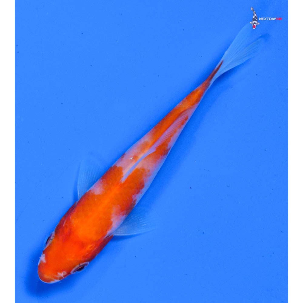 3.5” Imported Kohaku