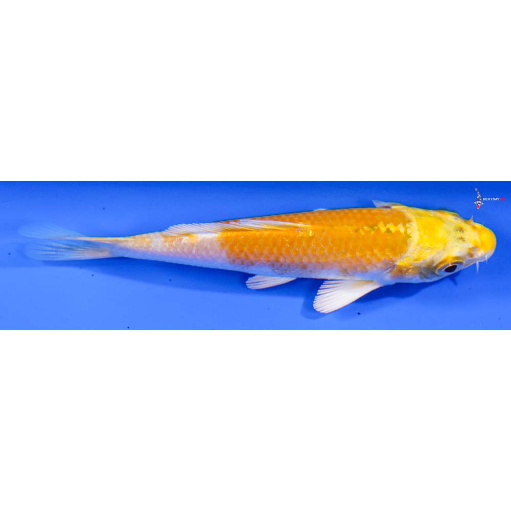 3.5” Imported Lemon Hariwake