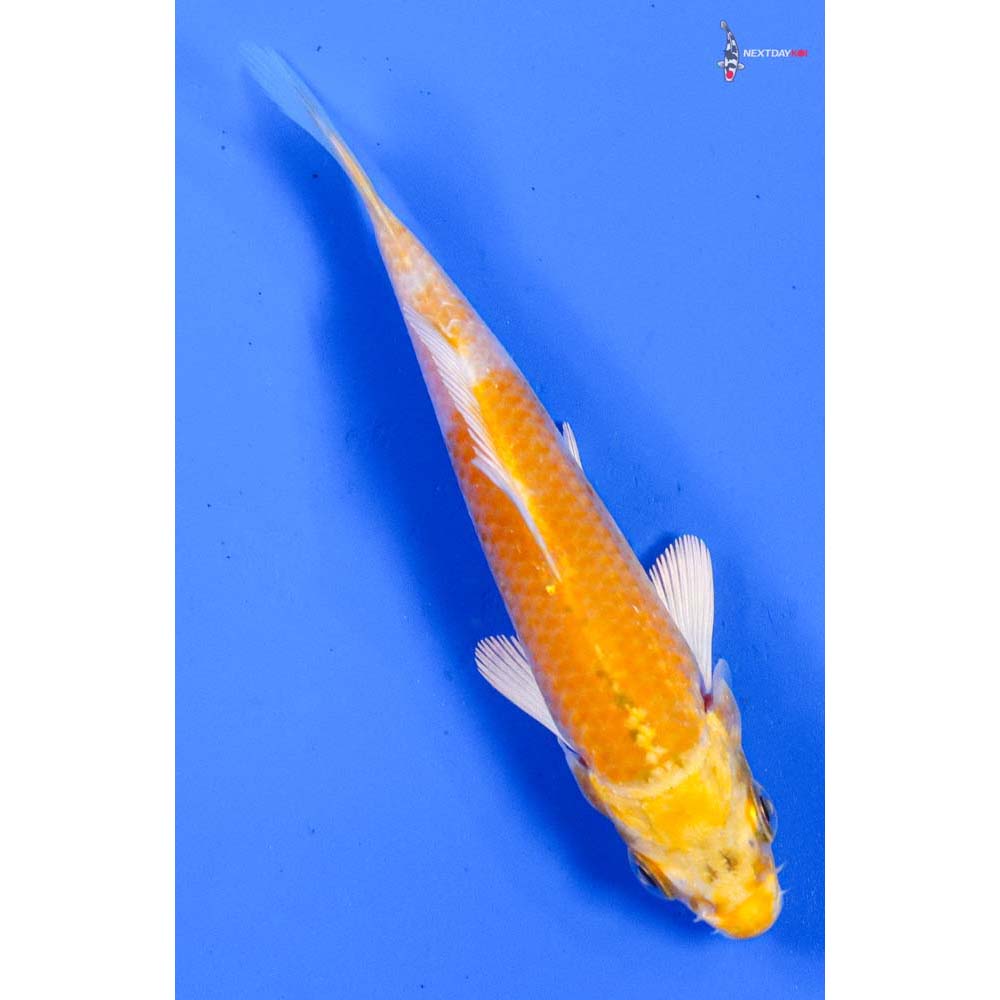 3.5” Imported Lemon Hariwake