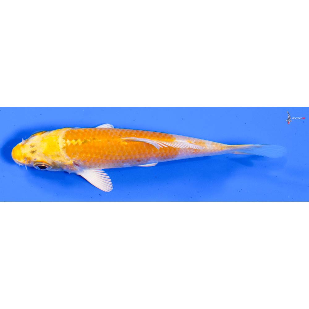 3.5” Imported Lemon Hariwake