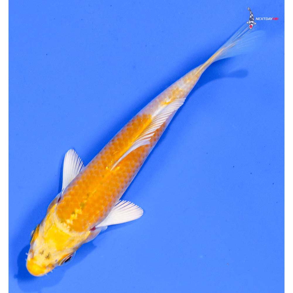 3.5” Imported Lemon Hariwake