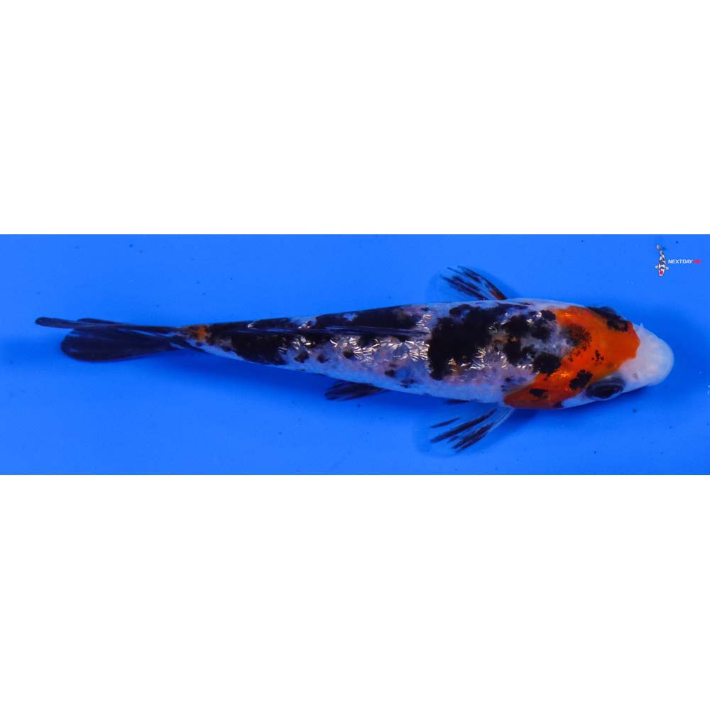 3.5” Imported Gin Rin Sanke