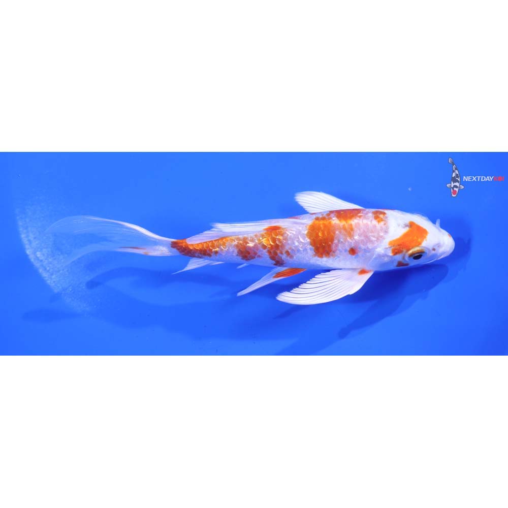 5.5” Imported Gin Rin Hariwake Butterfly Koi