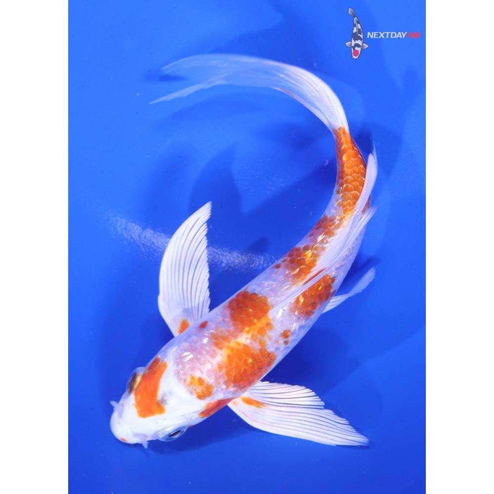 5.5” Imported Gin Rin Hariwake Butterfly Koi