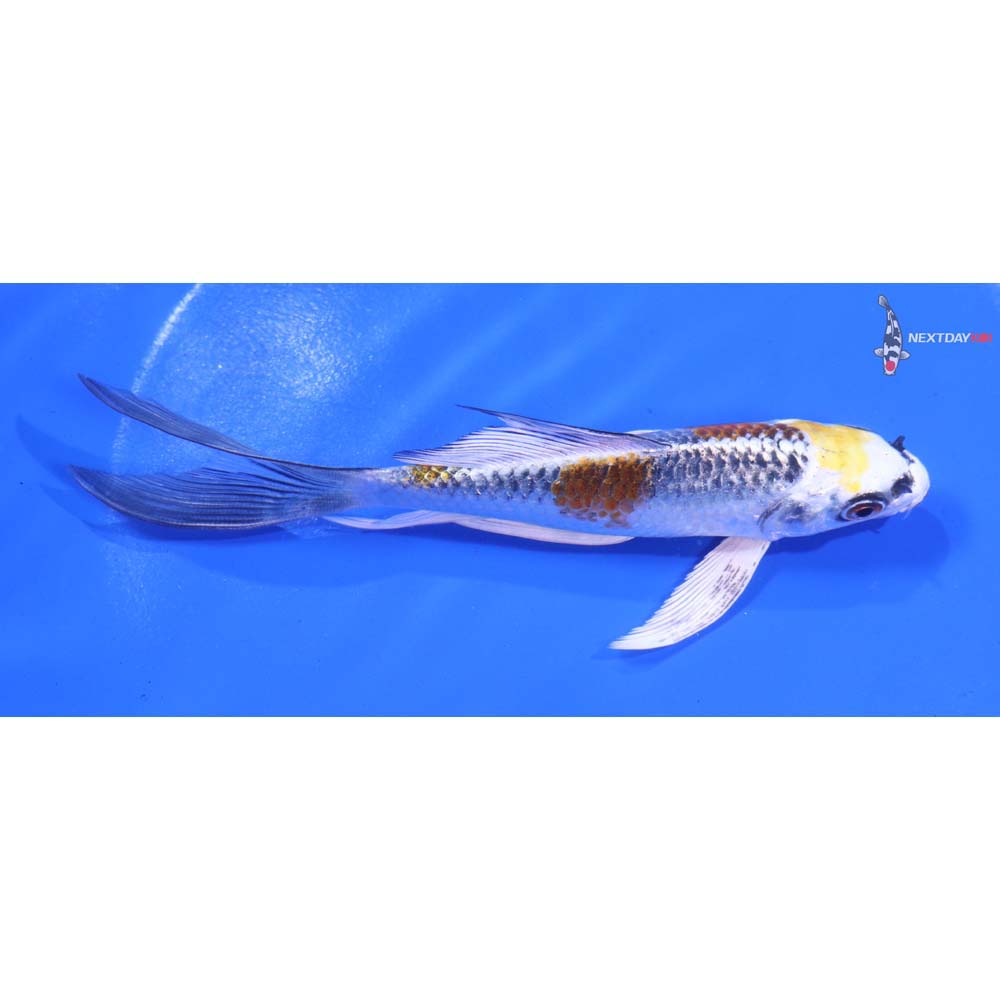 5.5” Imported Kujaku Butterfly Koi