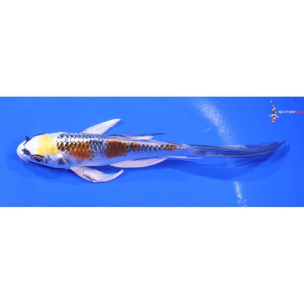 5.5” Imported Kujaku Butterfly Koi