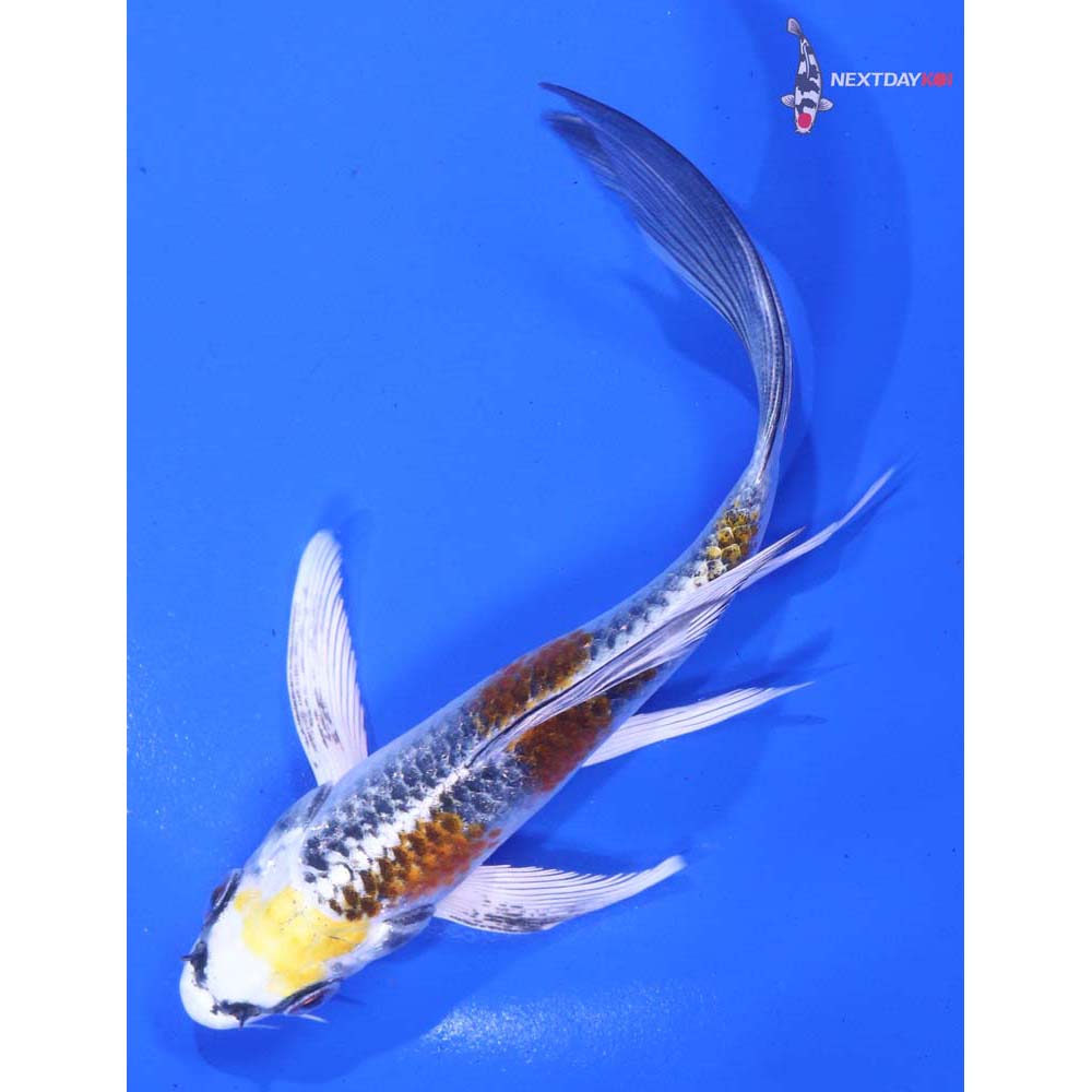 5.5” Imported Kujaku Butterfly Koi