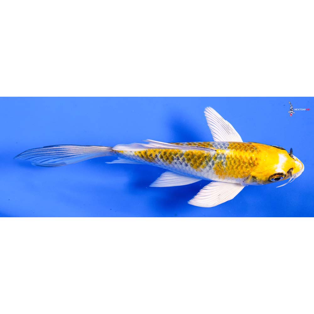 5.5” Imported Kujaku Butterfly Koi
