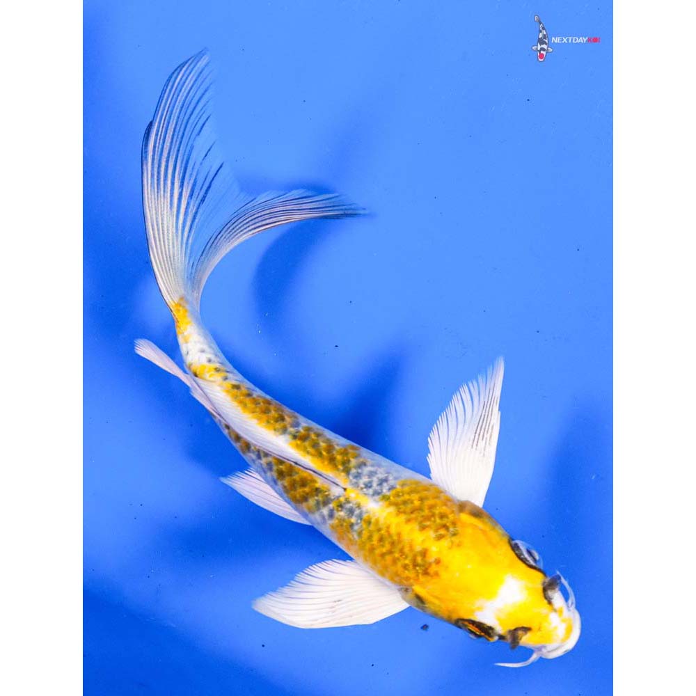 5.5” Imported Kujaku Butterfly Koi