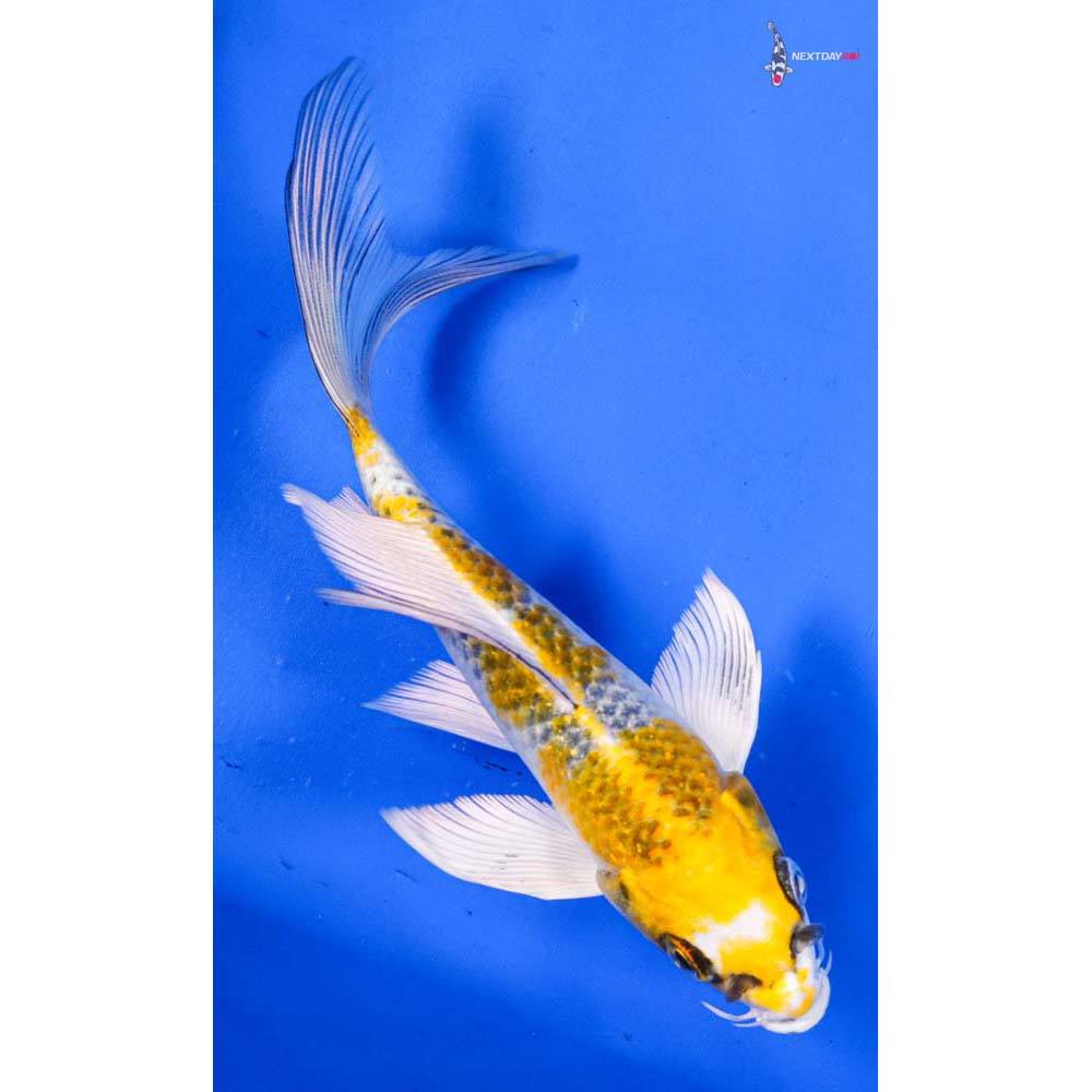 5.5” Imported Kujaku Butterfly Koi
