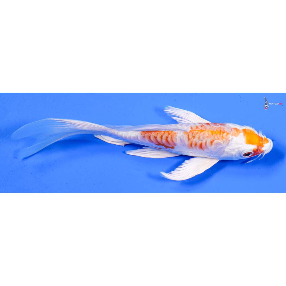 6” Imported Kikusui Butterfly Koi