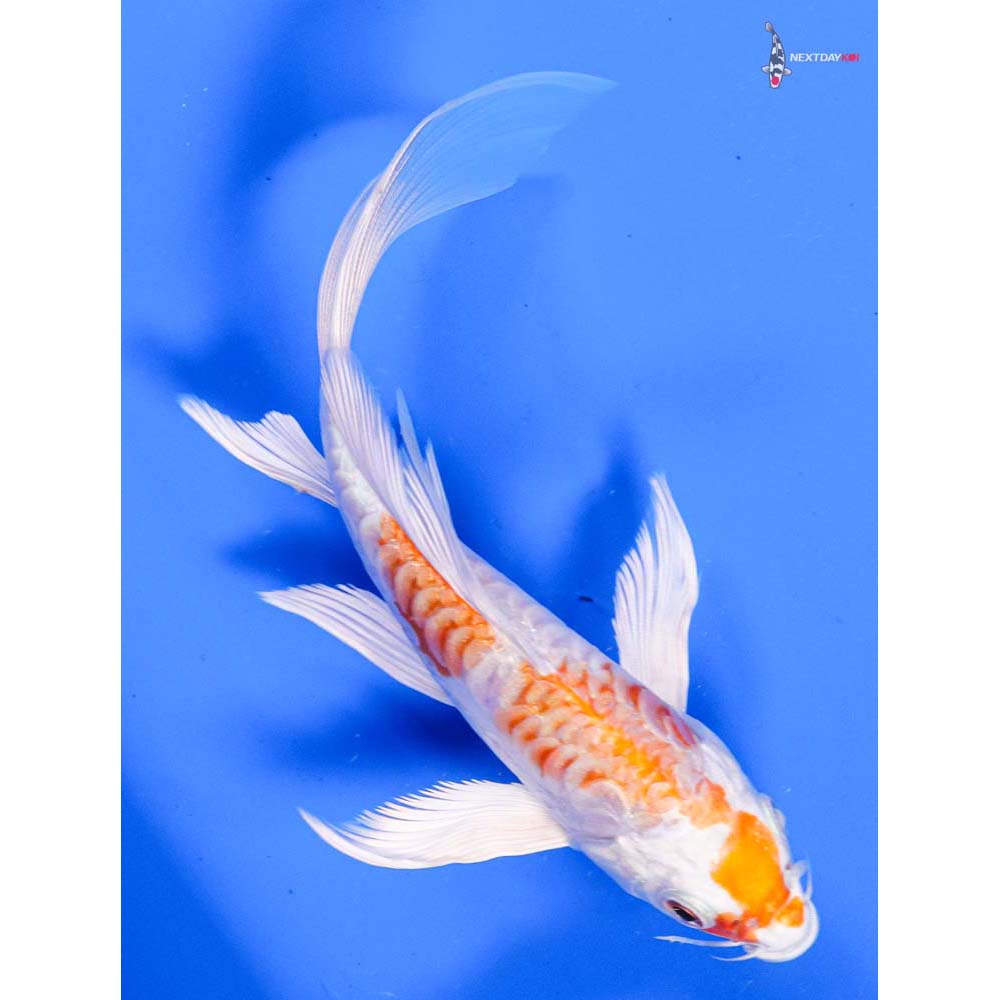 6” Imported Kikusui Butterfly Koi