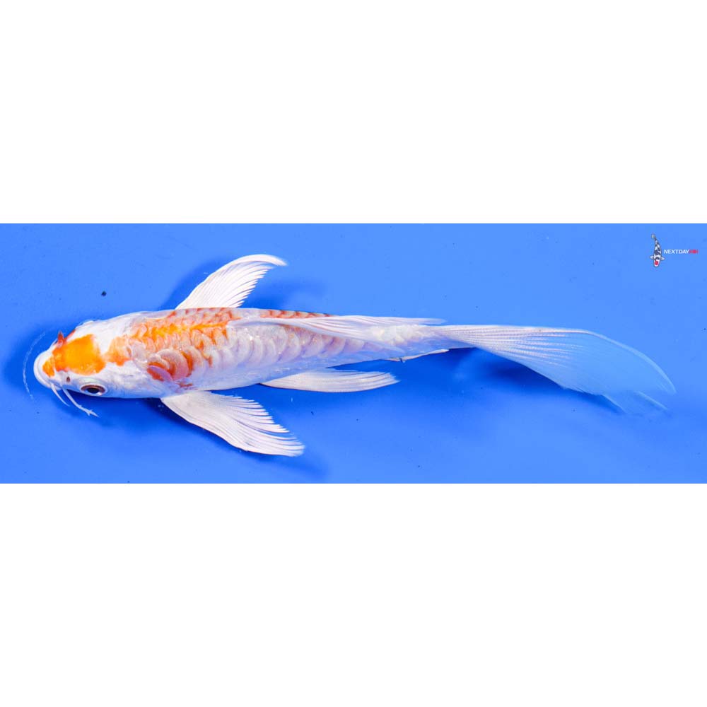 6” Imported Kikusui Butterfly Koi