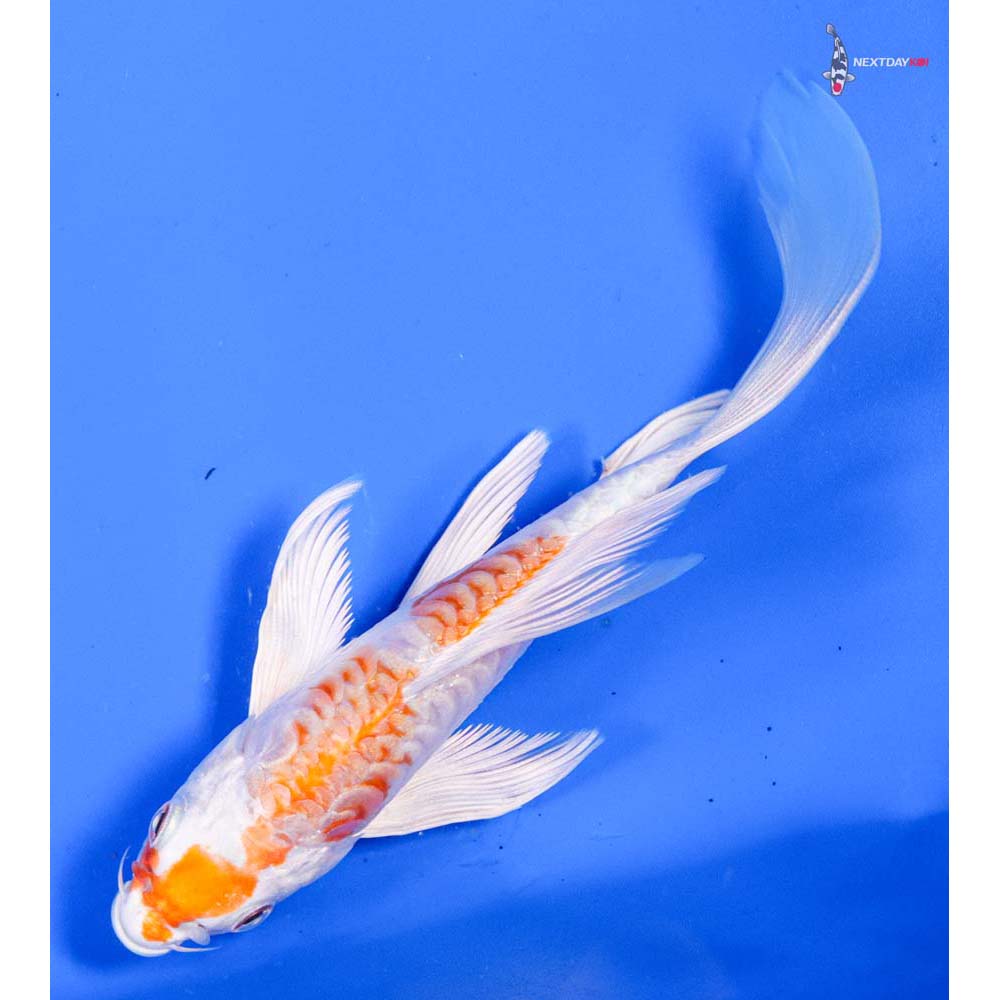 6” Imported Kikusui Butterfly Koi