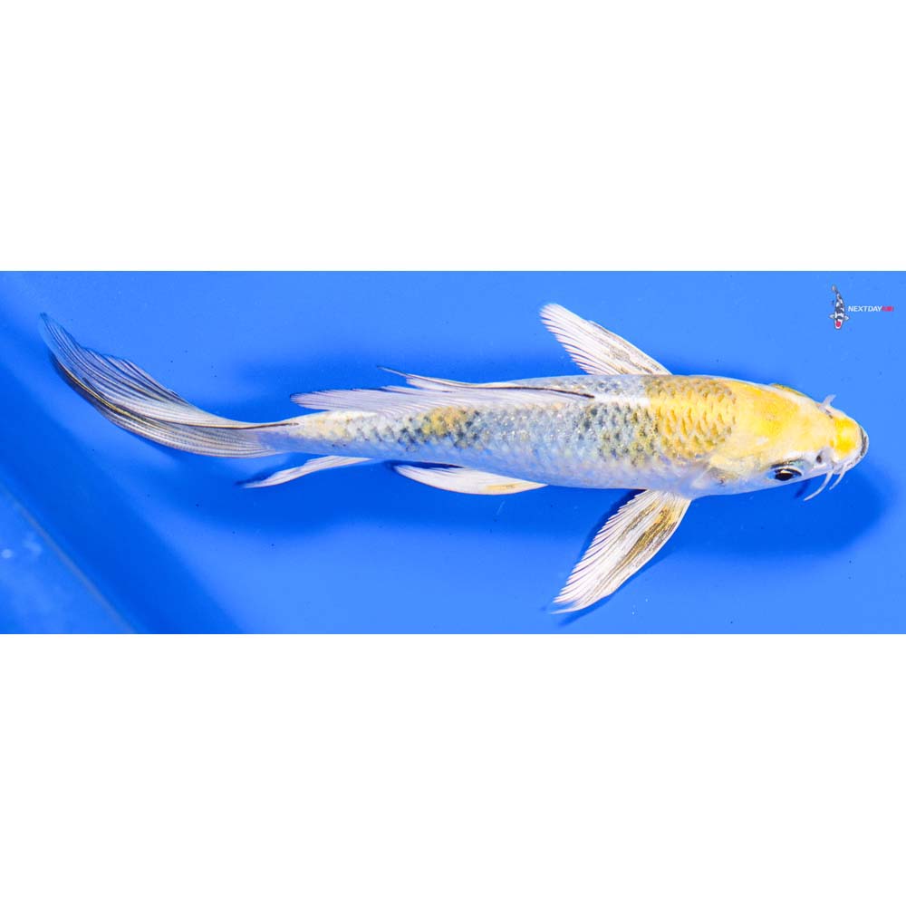 6” Imported Kujaku Butterfly Koi
