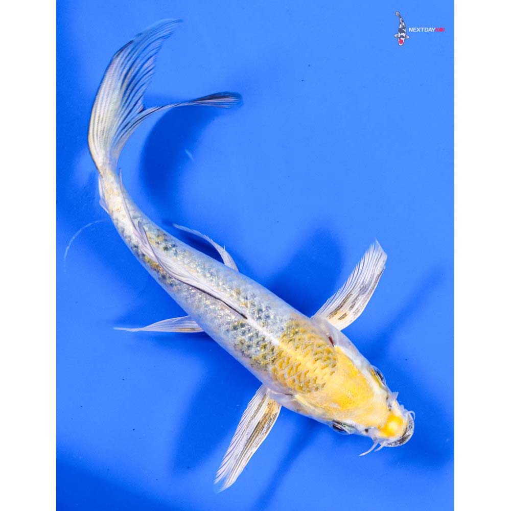 6” Imported Kujaku Butterfly Koi