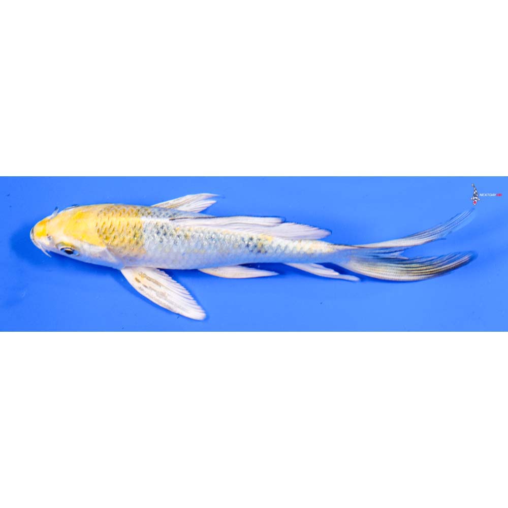 6” Imported Kujaku Butterfly Koi