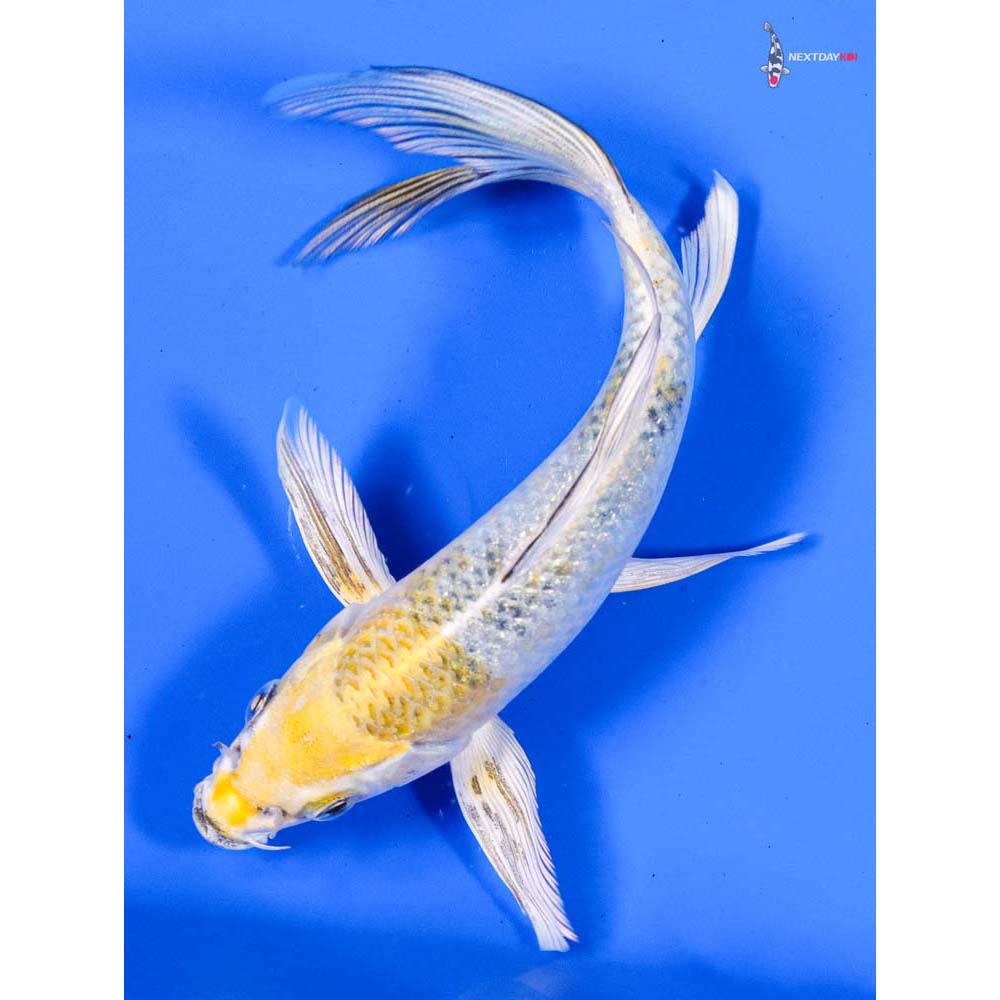 6” Imported Kujaku Butterfly Koi