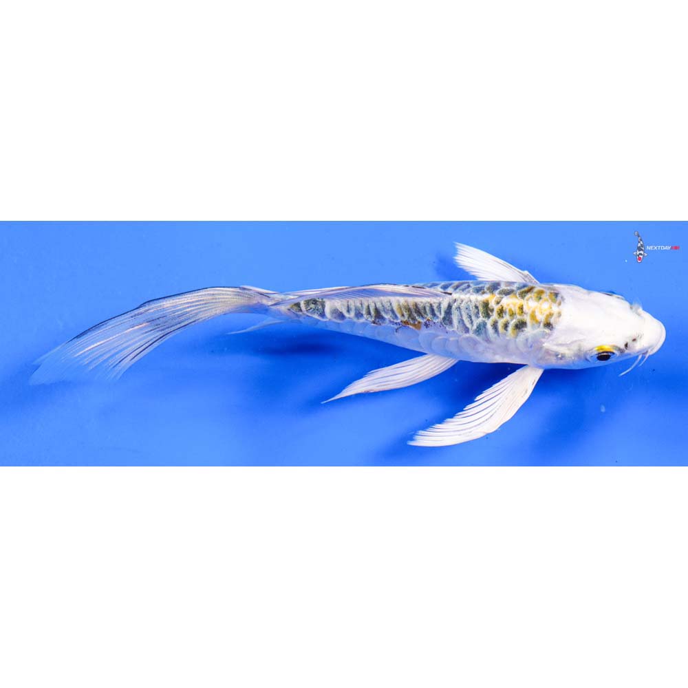 6” Imported Doitsu Kujaku Butterfly Koi