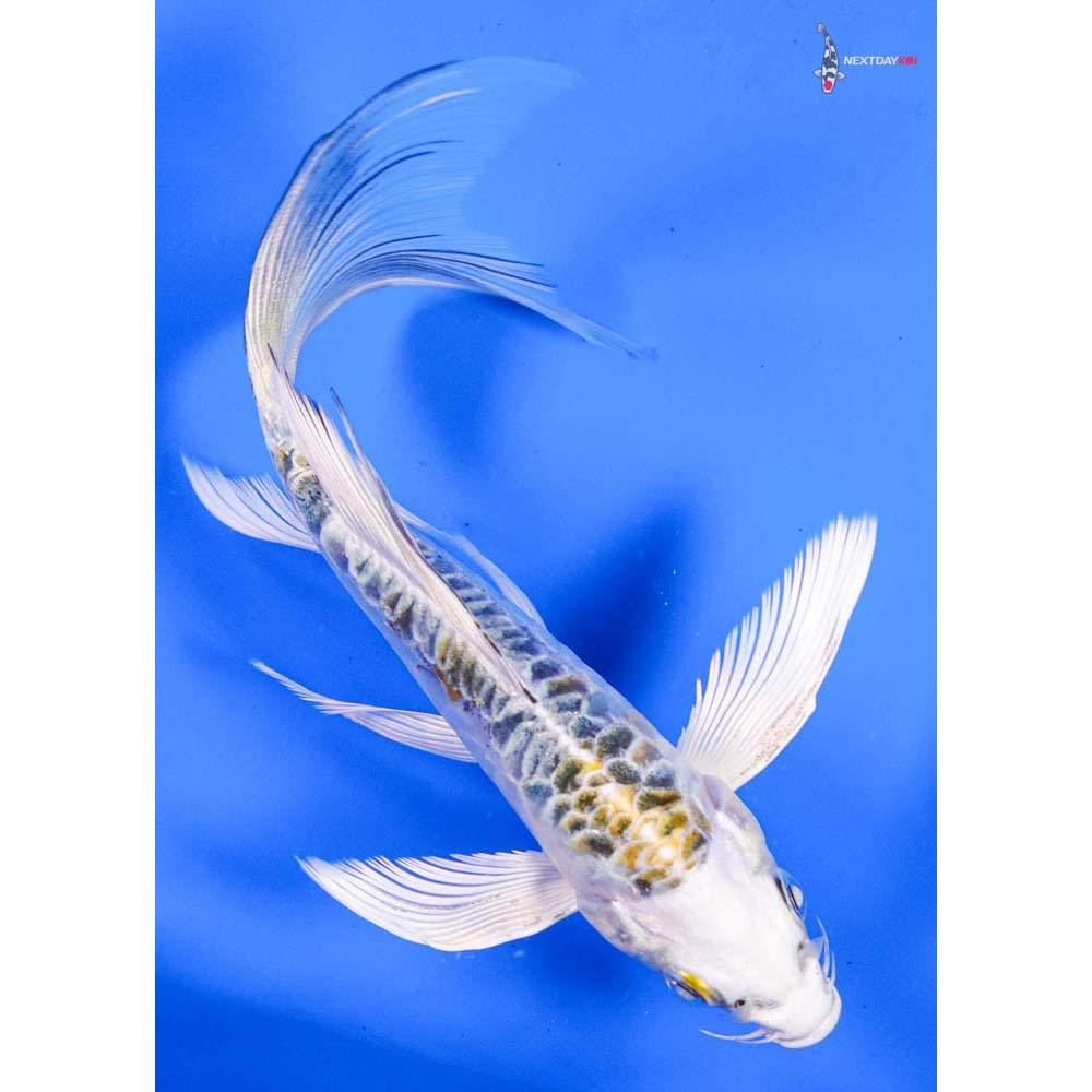 6” Imported Doitsu Kujaku Butterfly Koi