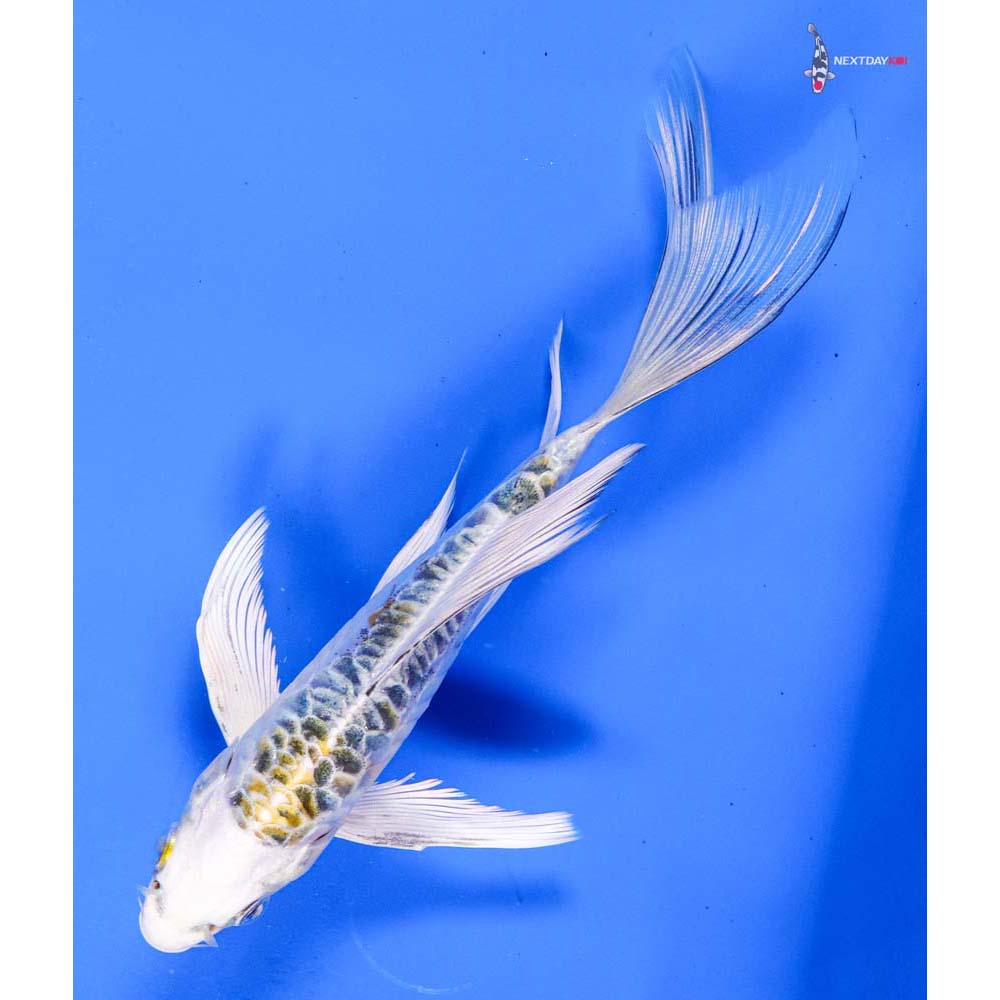 6” Imported Doitsu Kujaku Butterfly Koi