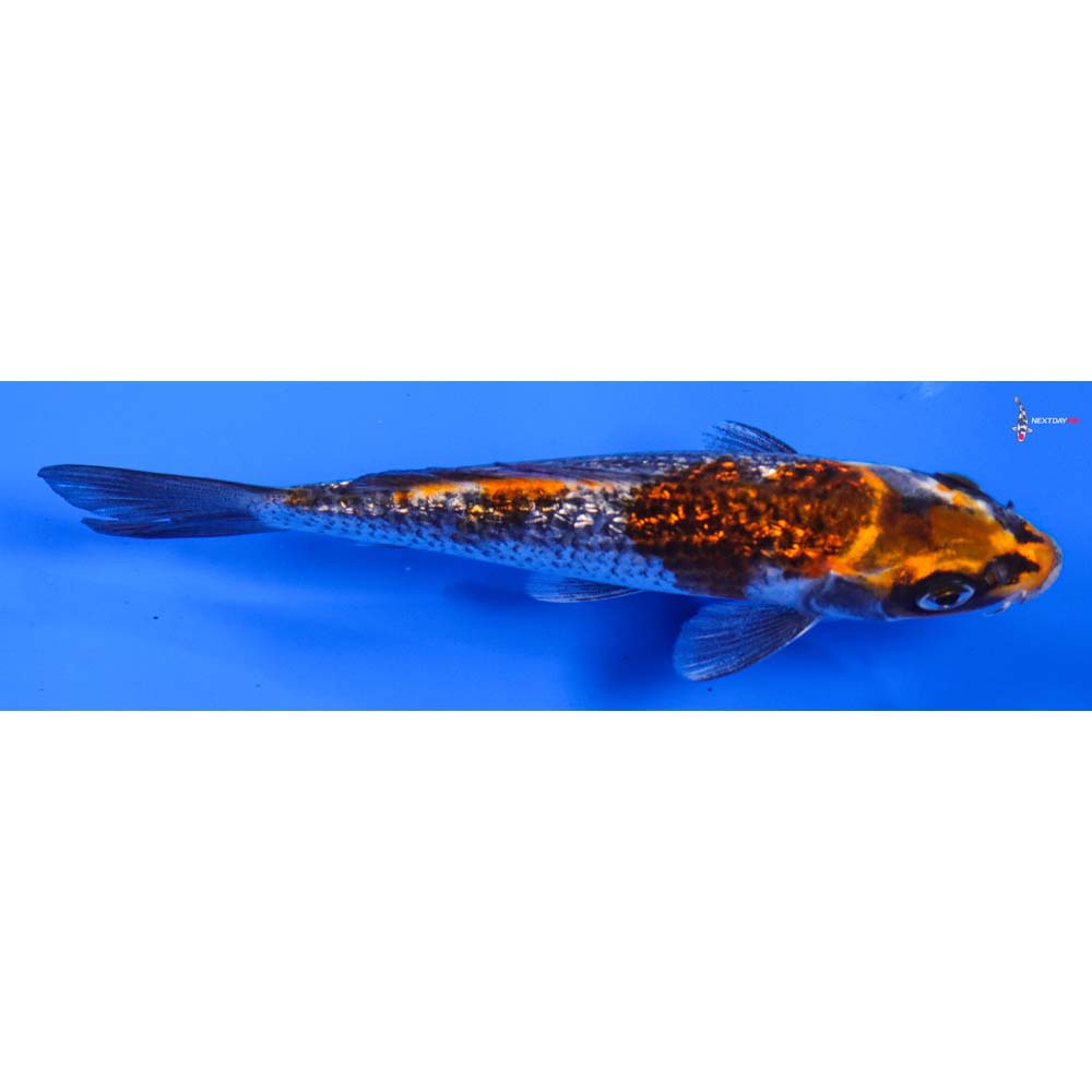 5” Imported Gin Rin Kujaku