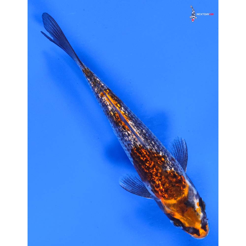 5” Imported Gin Rin Kujaku