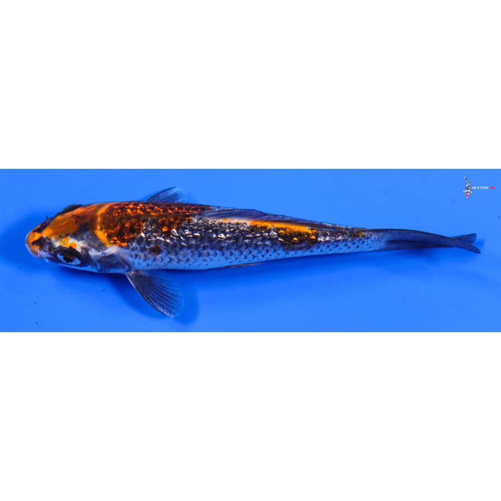 5” Imported Gin Rin Kujaku