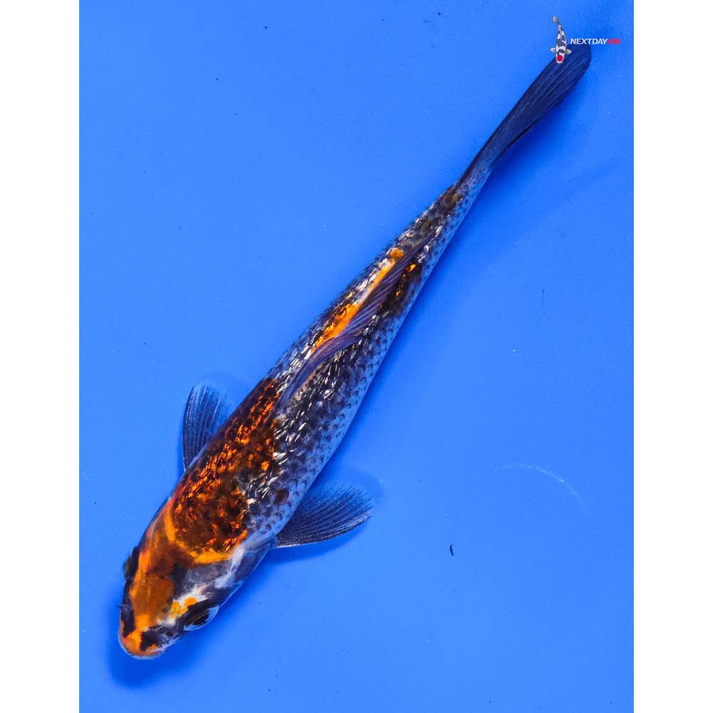 5” Imported Gin Rin Kujaku