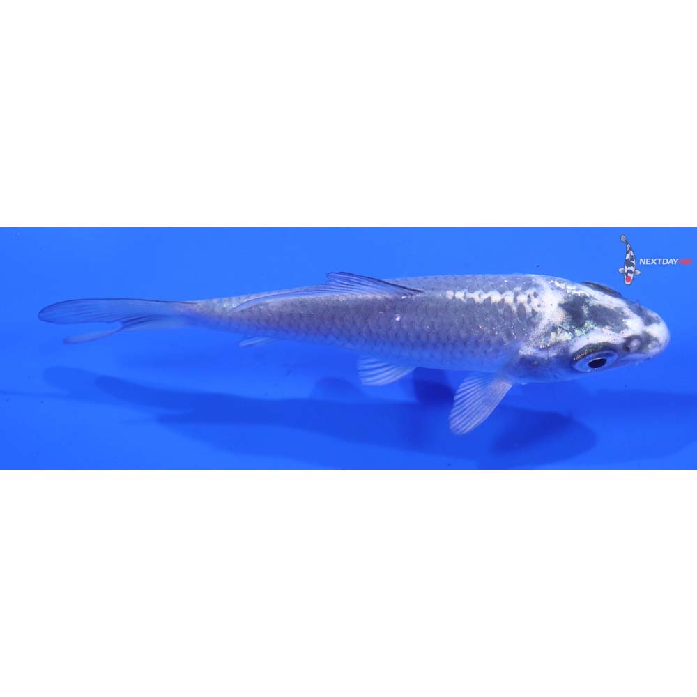 4” Imported Gin Matsuba