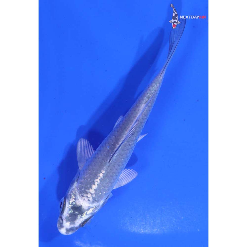 4” Imported Gin Matsuba