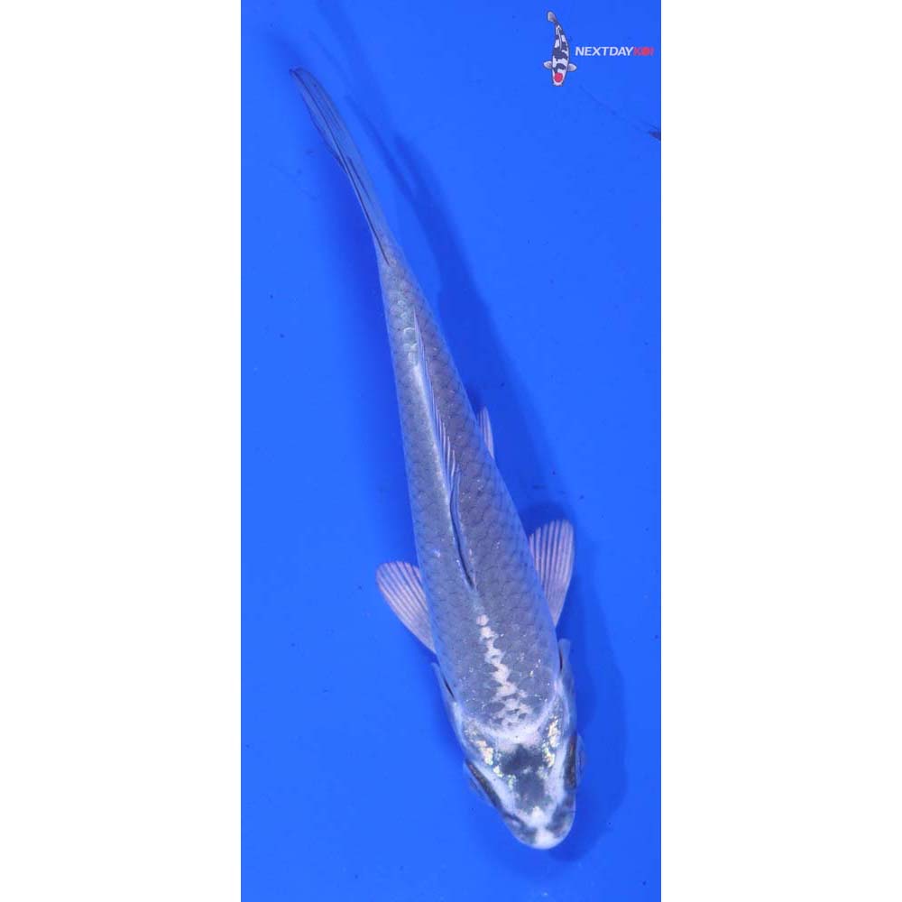 4” Imported Gin Matsuba