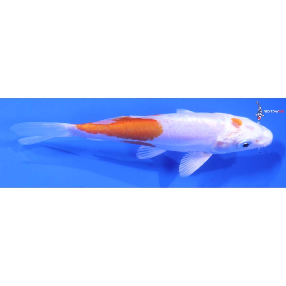 5” Imported Kikusui