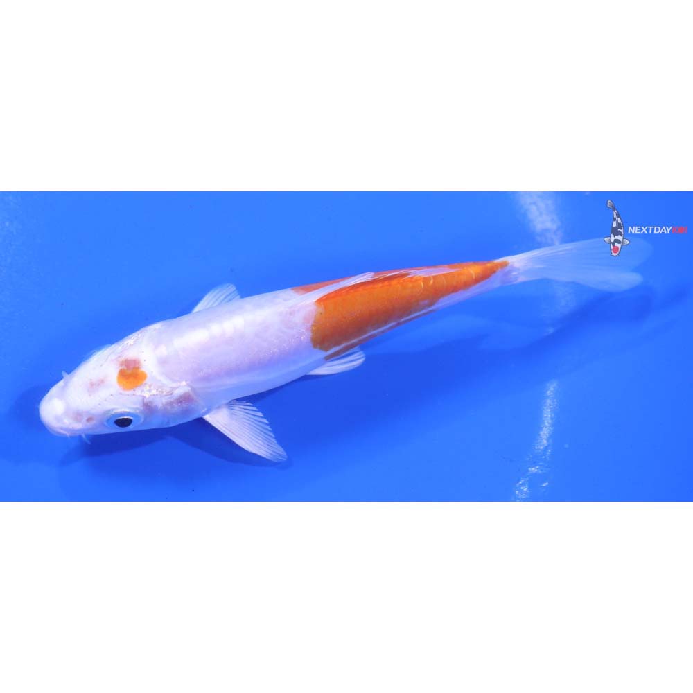 5” Imported Kikusui