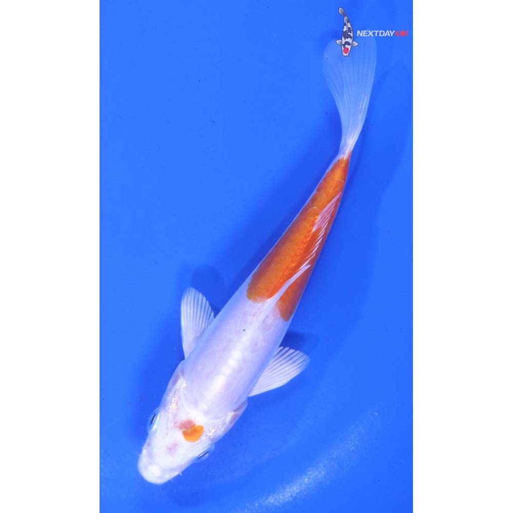 5” Imported Kikusui