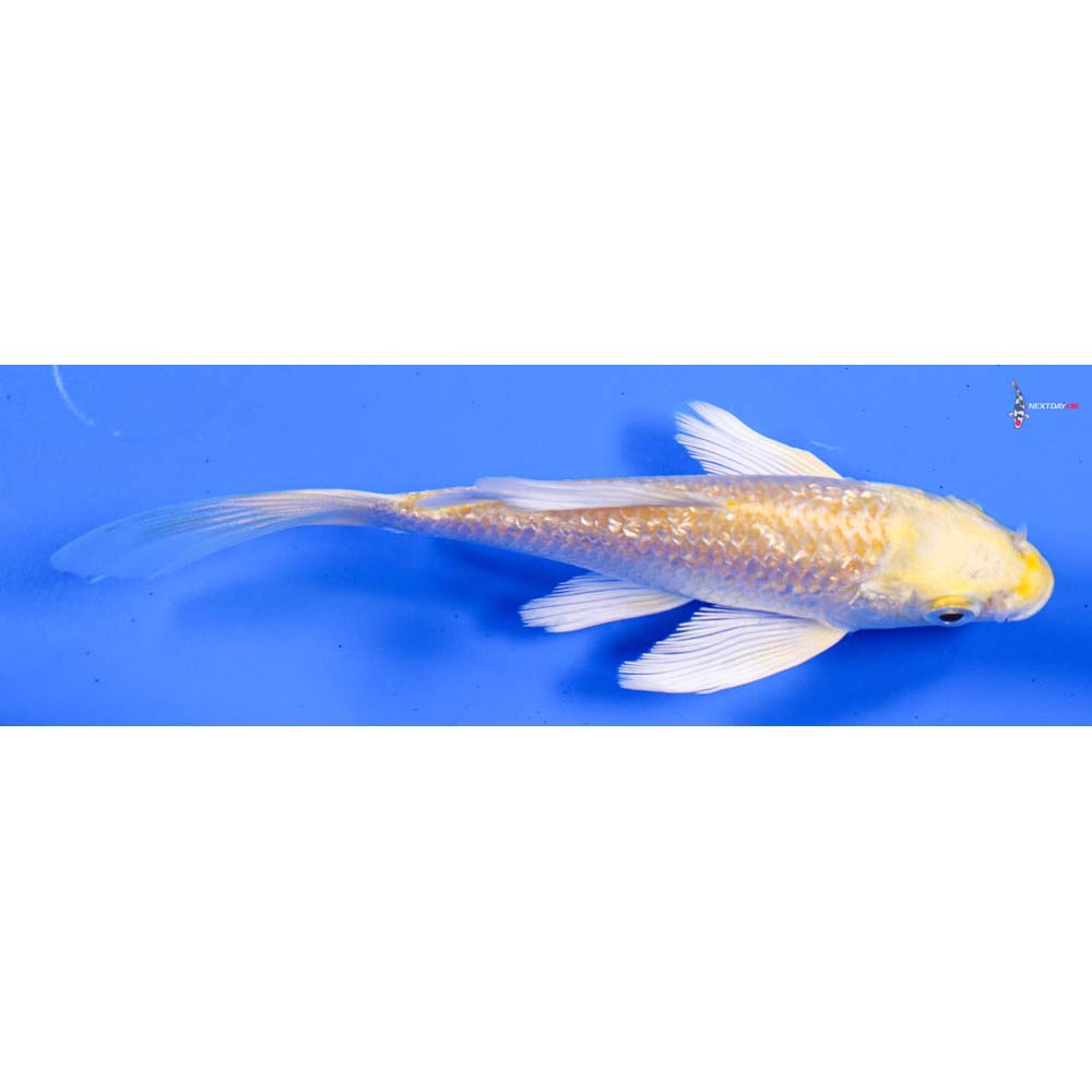 4.5” Imported Gin Rin Lemon Hariwake Butterfly Koi