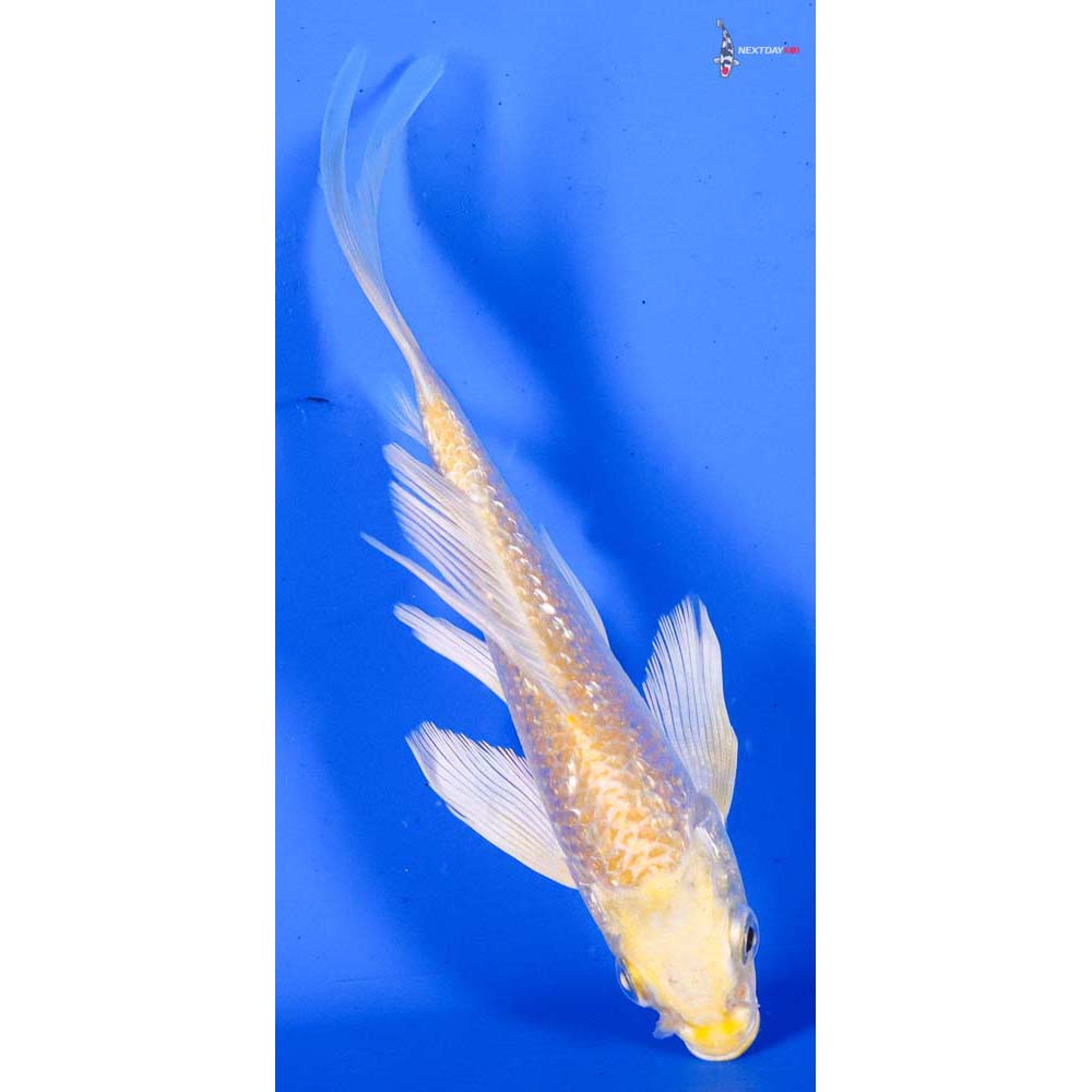 4.5” Imported Gin Rin Lemon Hariwake Butterfly Koi