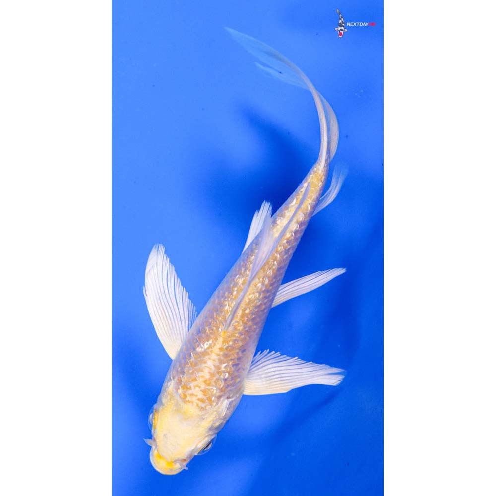4.5” Imported Gin Rin Lemon Hariwake Butterfly Koi