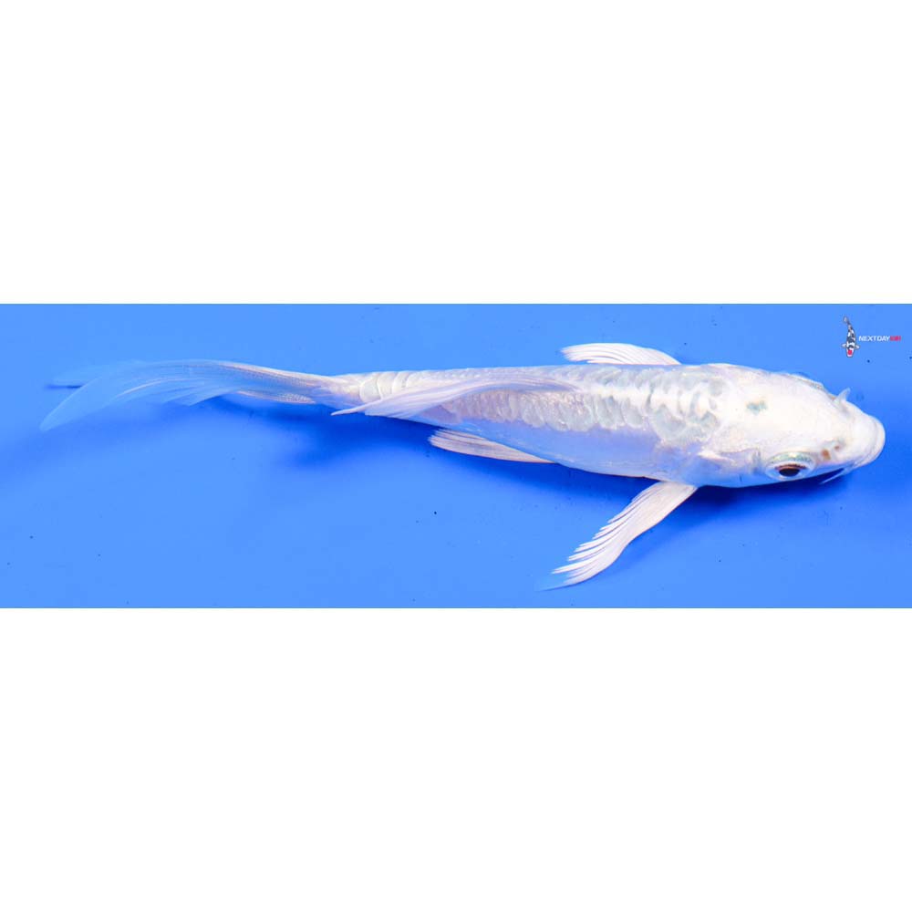 4” Imported Doitsu Platinum Ogon Butterfly Koi