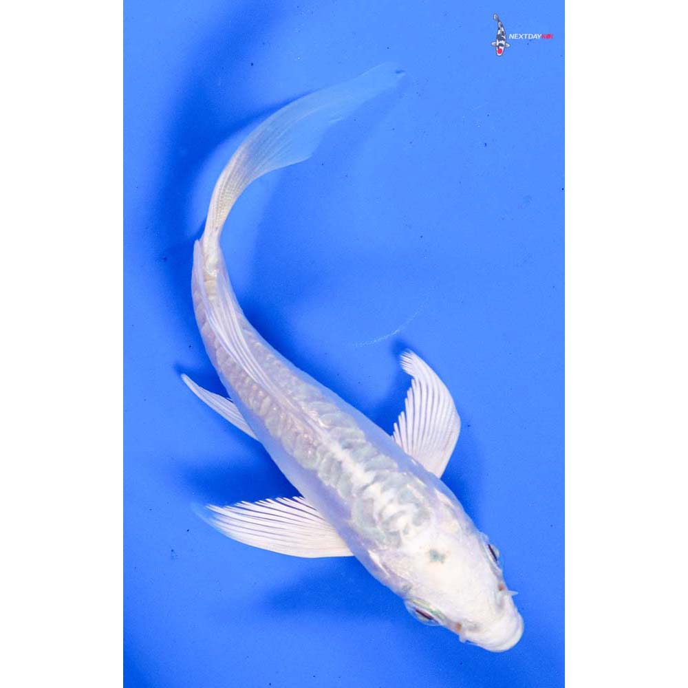 4” Imported Doitsu Platinum Ogon Butterfly Koi