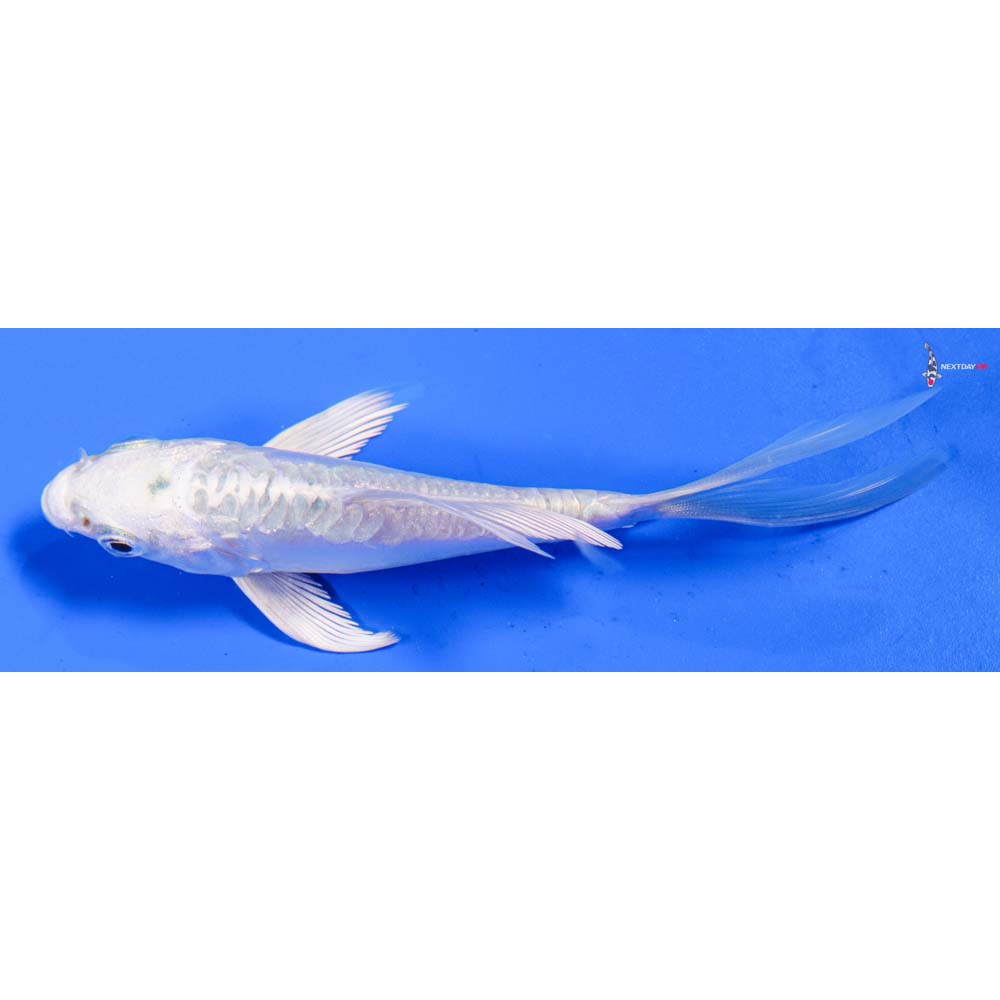 4” Imported Doitsu Platinum Ogon Butterfly Koi