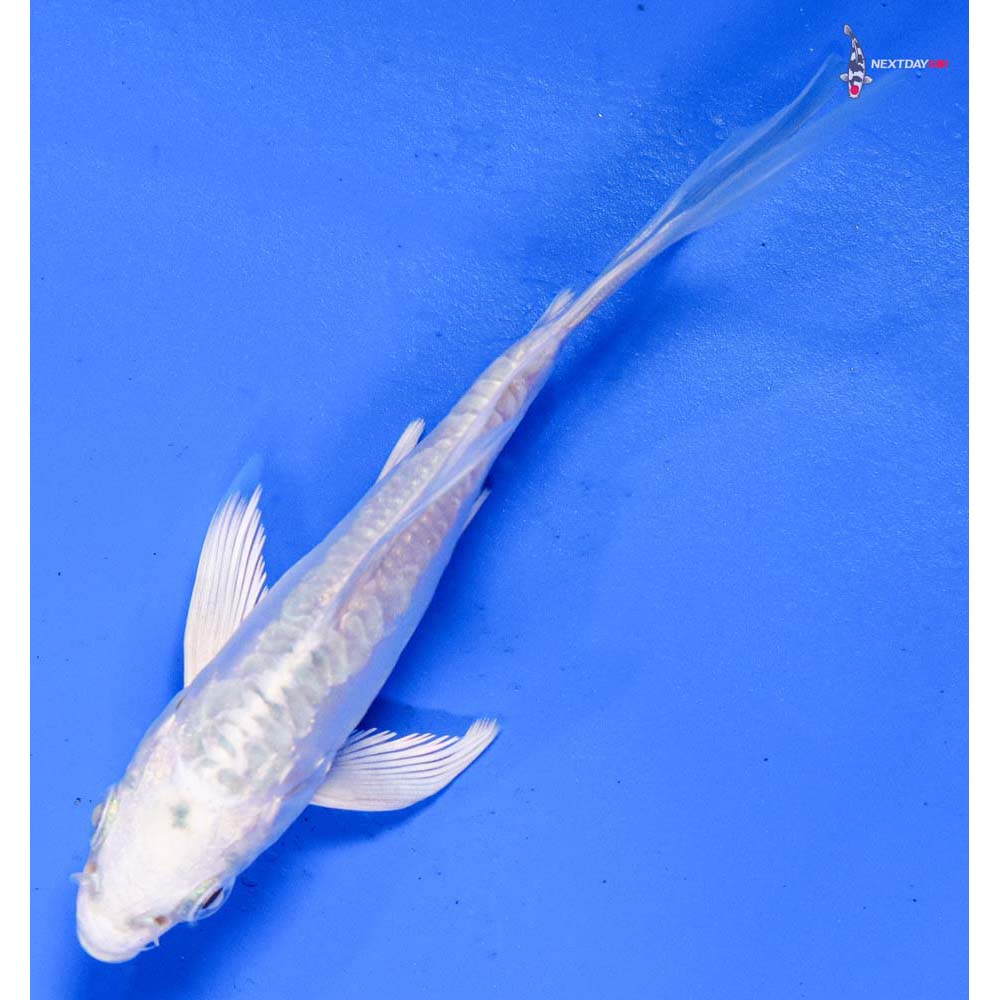4” Imported Doitsu Platinum Ogon Butterfly Koi