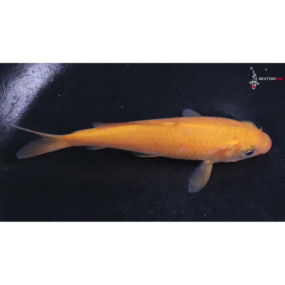 4” Imported Chagoi